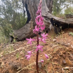 Dipodium punctatum at Karabar, NSW - 5 Dec 2020