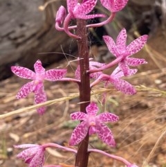 Dipodium punctatum at Karabar, NSW - 5 Dec 2020