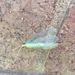Norfolius howensis (Diamond-banded Nymphid) at Sullivans Creek, Lyneham South - 7 Dec 2020 by NedJohnston