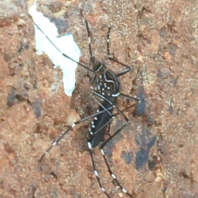 Aedes (Rampamyia) notoscriptus (Striped Mosquito) at Lyneham, ACT - 7 Dec 2020 by Ned_Johnston