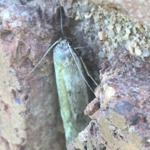 Oecophoridae (family) at Lyneham, ACT - 7 Dec 2020