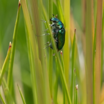 Diphucephala elegans (Green scarab beetle) at Cotter River, ACT - 24 Nov 2020 by EPSDDContent