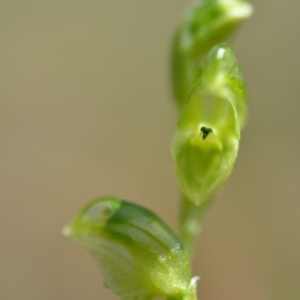 Hymenochilus cycnocephalus at Wamboin, NSW - suppressed