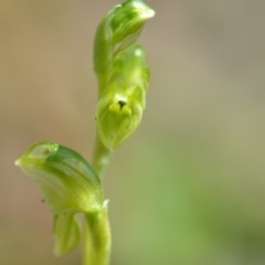 Hymenochilus cycnocephalus at Wamboin, NSW - suppressed