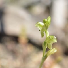 Hymenochilus cycnocephalus at Wamboin, NSW - suppressed