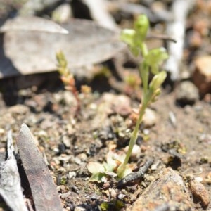 Hymenochilus cycnocephalus at Wamboin, NSW - suppressed