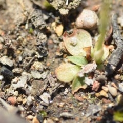 Hymenochilus cycnocephalus at Wamboin, NSW - suppressed