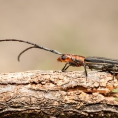 Syllitus rectus (Longhorn beetle) at Macgregor, ACT - 7 Dec 2020 by Roger