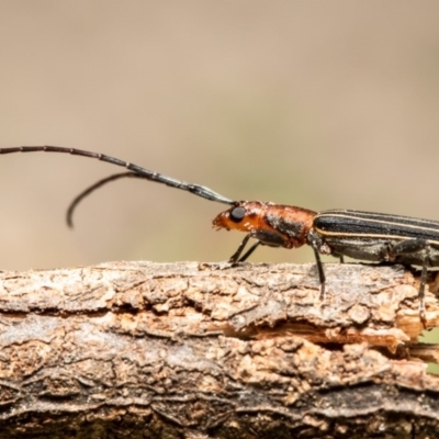 Syllitus rectus (Longhorn beetle) at Macgregor, ACT - 7 Dec 2020 by Roger