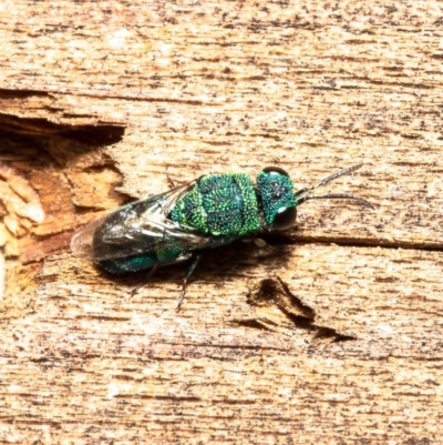 Primeuchroeus sp. (genus) (Cuckoo Wasp) at Macgregor, ACT - 7 Dec 2020 by Roger