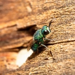 Primeuchroeus sp. (genus) at Macgregor, ACT - suppressed