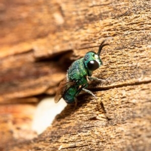Primeuchroeus sp. (genus) at Macgregor, ACT - suppressed