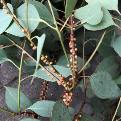 Eriococcus coriaceus (Gumtree Scale) at Hughes, ACT - 7 Dec 2020 by ruthkerruish