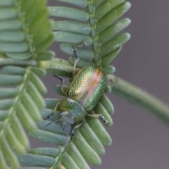Calomela parilis (Leaf beetle) at Forde, ACT - 7 Nov 2020 by AlisonMilton