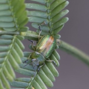 Calomela parilis at Forde, ACT - 7 Nov 2020