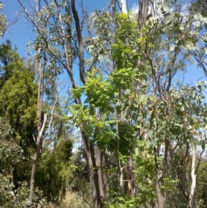 Sorbus domestica at Watson, ACT - 7 Dec 2020