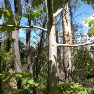 Sorbus domestica at Watson, ACT - 7 Dec 2020