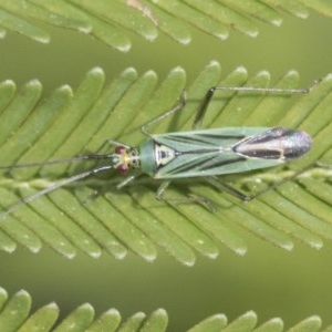 Miridae (family) at Forde, ACT - 7 Nov 2020