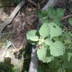 Oechalia schellenbergii at Watson, ACT - 7 Dec 2020