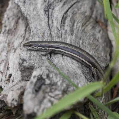 Morethia boulengeri (Boulenger's Skink) at Symonston, ACT - 29 Nov 2020 by AlisonMilton