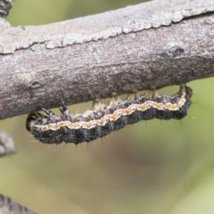 Noctuidae unclassified IMMATURE moth (Immature Noctuidae Moth) at Mount Mugga Mugga - 30 Nov 2020 by AlisonMilton