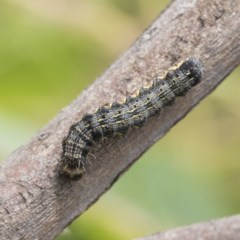 Noctuidae unclassified IMMATURE moth at Symonston, ACT - 30 Nov 2020