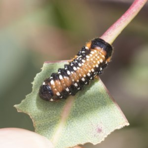 Paropsis variolosa at Mount Mugga Mugga - 30 Nov 2020