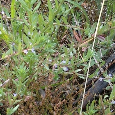 Lythrum hyssopifolia (Small Loosestrife) at Mount Majura - 7 Dec 2020 by abread111
