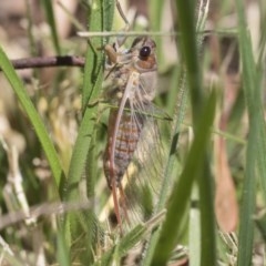 Yoyetta sp. (genus) (Firetail or Ambertail Cicada) at Cook, ACT - 30 Nov 2020 by AlisonMilton