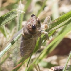 Yoyetta sp. (genus) at Cook, ACT - 1 Dec 2020