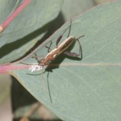 Melanacanthus scutellaris (Small brown bean bug) at O'Malley, ACT - 30 Nov 2020 by AlisonMilton