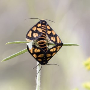 Amata (genus) at Symonston, ACT - 30 Nov 2020