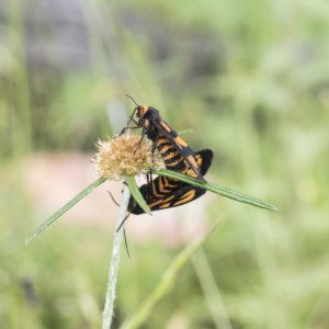 Amata (genus) at Symonston, ACT - 30 Nov 2020