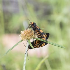 Amata (genus) at Symonston, ACT - 30 Nov 2020