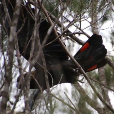 Calyptorhynchus lathami (Glossy Black-Cockatoo) at Moruya, NSW - 7 Dec 2020 by LisaH