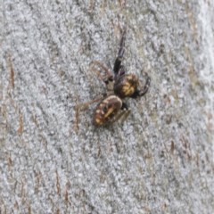 Opisthoncus sp. (genus) (Opisthoncus jumping spider) at Symonston, ACT - 30 Nov 2020 by AlisonMilton