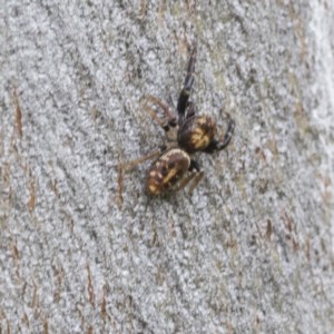 Opisthoncus sp. (genus) at Symonston, ACT - 30 Nov 2020