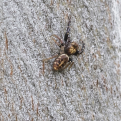 Opisthoncus sp. (genus) (Unidentified Opisthoncus jumping spider) at Symonston, ACT - 29 Nov 2020 by AlisonMilton