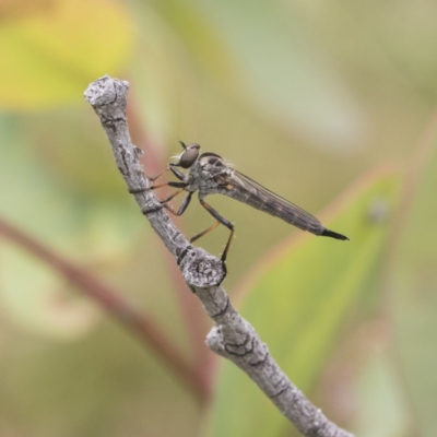 Cerdistus varifemoratus (Robber fly) at Symonston, ACT - 30 Nov 2020 by AlisonMilton