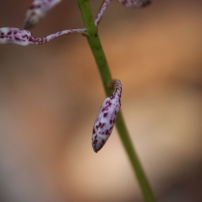 Dipodium variegatum (Blotched Hyacinth Orchid) at Moruya, NSW - 7 Dec 2020 by LisaH