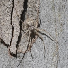 Tamopsis sp. (genus) (Two-tailed spider) at Cook, ACT - 1 Dec 2020 by AlisonMilton