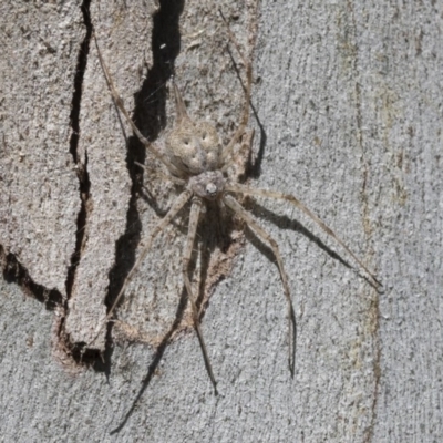 Tamopsis sp. (genus) (Two-tailed spider) at Cook, ACT - 1 Dec 2020 by AlisonMilton