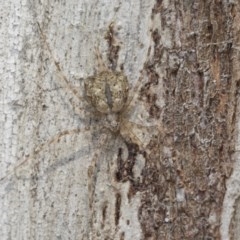 Tamopsis sp. (genus) at Cook, ACT - 1 Dec 2020