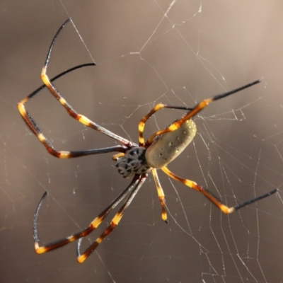 Nephila plumipes (Humped golden orb-weaver) at Moruya, NSW - 4 Dec 2020 by LisaH