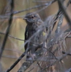 Eopsaltria australis (Eastern Yellow Robin) at Moruya, NSW - 4 Dec 2020 by LisaH