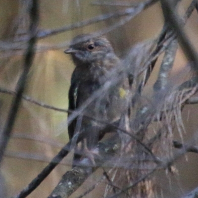 Eopsaltria australis (Eastern Yellow Robin) at Moruya, NSW - 4 Dec 2020 by LisaH