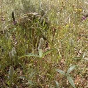 Cullen microcephalum at Watson, ACT - 9 Dec 2020