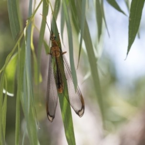 Nymphes myrmeleonoides at Cook, ACT - 1 Dec 2020