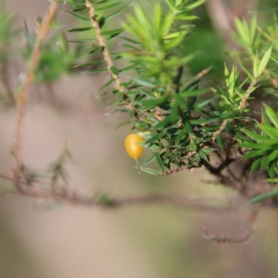 Leucopogon juniperinus (Long Flower Beard-Heath) at Moruya, NSW - 4 Dec 2020 by LisaH