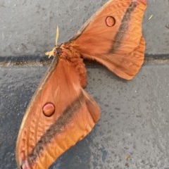 Austrocaligula loranthi (Mistletoe Emperor Moth) at Moruya, NSW - 6 Dec 2020 by LisaH